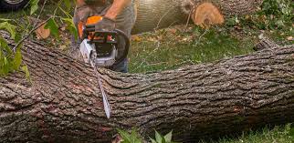 Professional Tree Care Services in Lacy Lakeview, TX