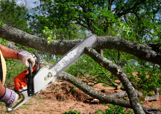 Lawn Pest Prevention in Lacy Lakeview, TX